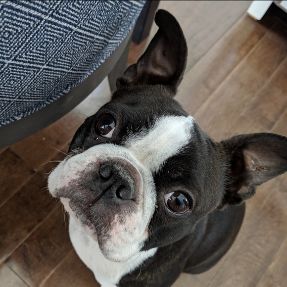 🐾Posh love from Iggy!🐾 - Picture 3 of 13